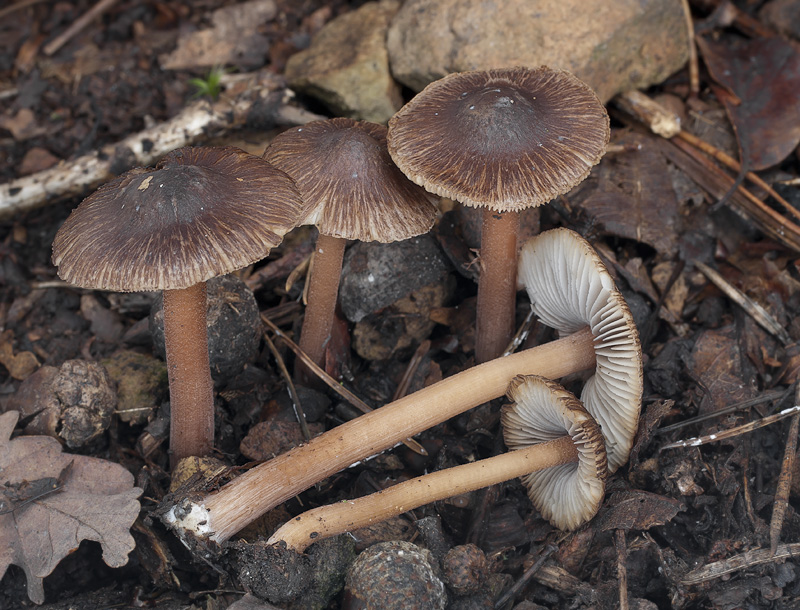 Inocybe asterospora